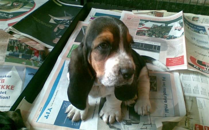 Basset hound Luffe billede 1
