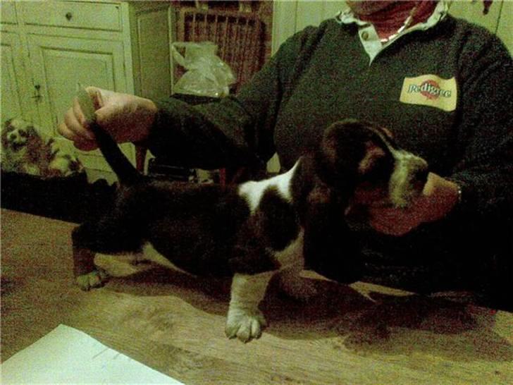 Basset hound Luffe billede 2