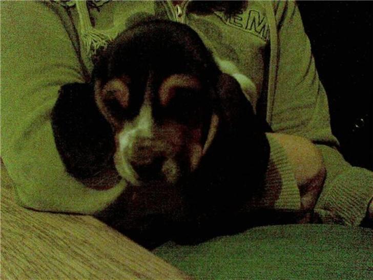 Basset hound Luffe billede 3