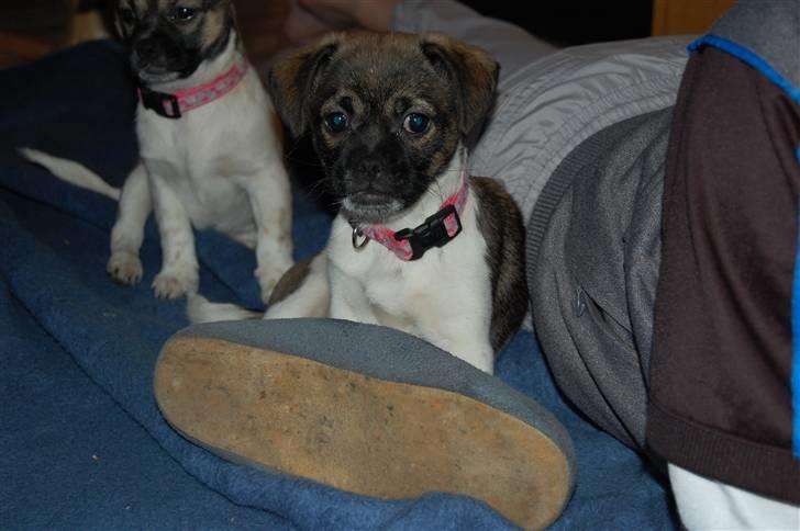 Blanding af racer Cassie <3 billede 11