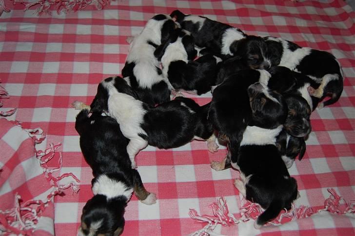 Basset hound Luffe billede 5