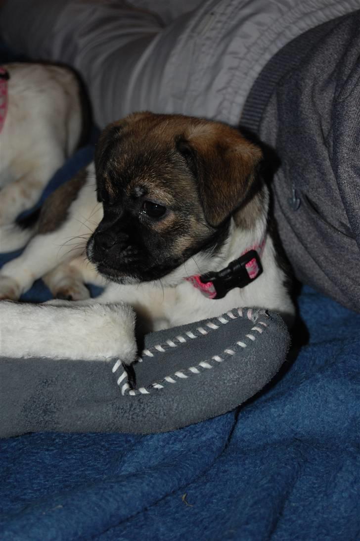 Blanding af racer Cassie <3 billede 12