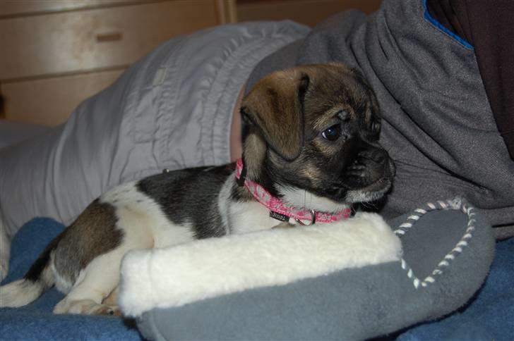 Blanding af racer Cassie <3 billede 13