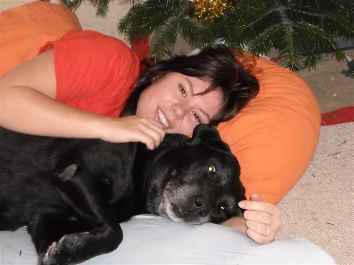 Labrador retriever Buster billede 1