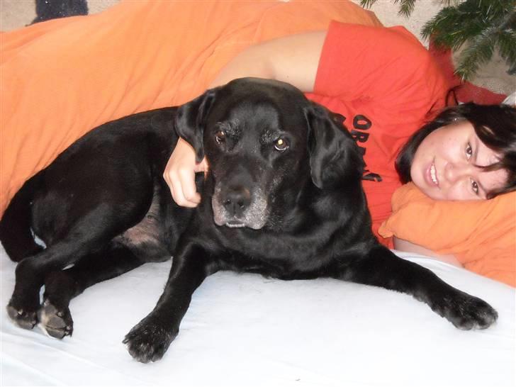 Labrador retriever Buster billede 2