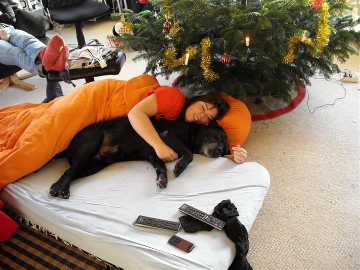 Labrador retriever Buster billede 3