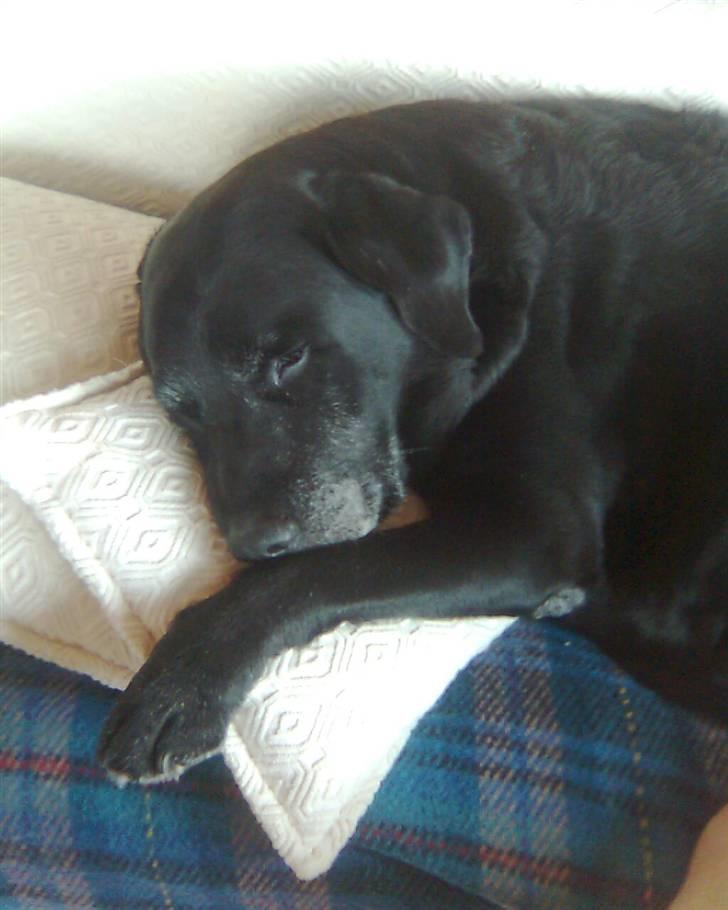 Labrador retriever Buster billede 4