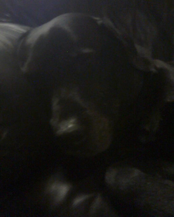 Labrador retriever Buster billede 5