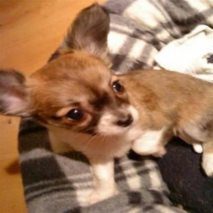 Chihuahua Daisey - Her er Daisey 9 Uger gammel. <3 billede 1