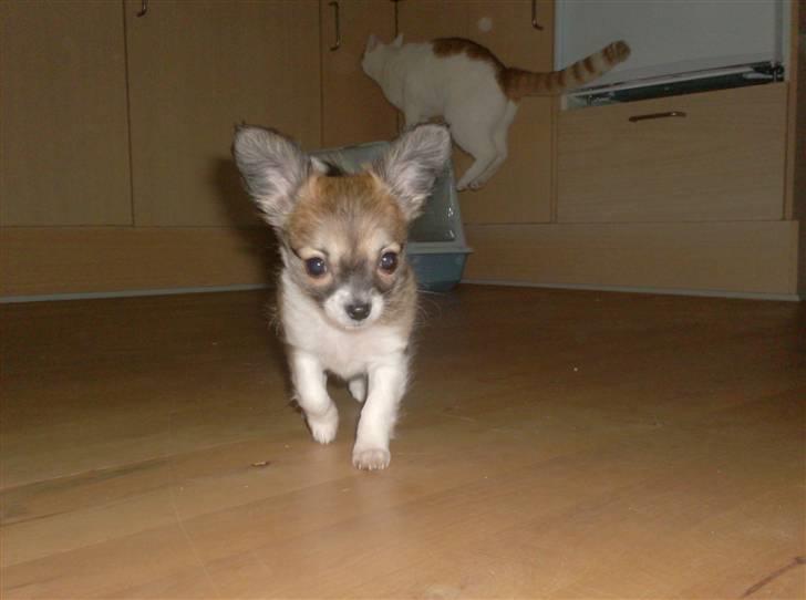 Chihuahua Daisey - Her er Daisey 11 uger gammel. <3 billede 3