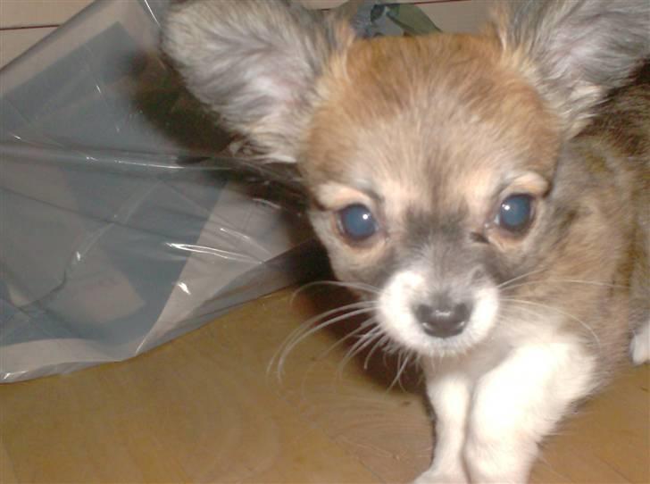 Chihuahua Daisey - Her er Daisey 10 uger gammel. <3 billede 4