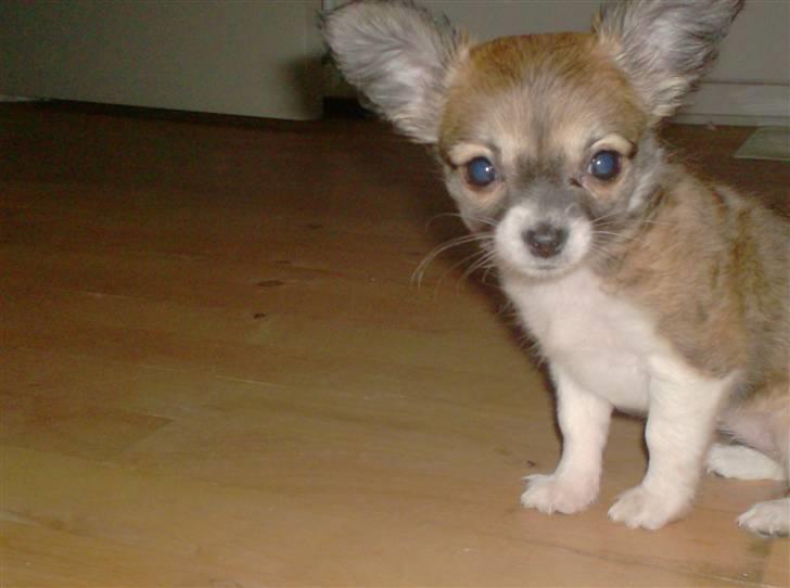 Chihuahua Daisey - Her er daisey 10 uger gammel. <3 billede 5