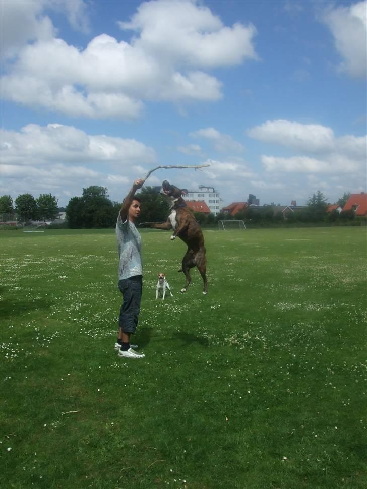 Amerikansk staffordshire terrier Tiger - Tiger som hopper igen.. billede 10