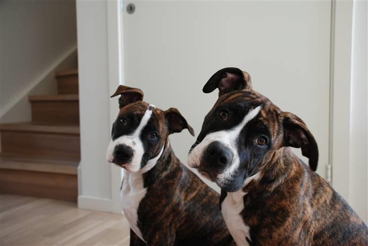 Amerikansk staffordshire terrier Tiger - Tiger & Chica.. Bror & Søster :) billede 11