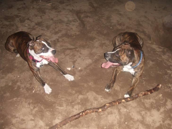 Amerikansk staffordshire terrier Tiger - Tiger & Chica i Næstved hundeskov :) billede 12