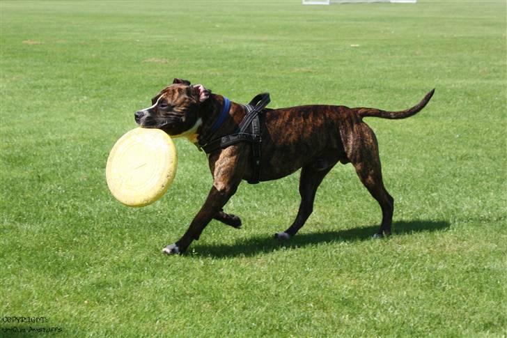 Amerikansk staffordshire terrier Tiger - Tiger på banen med en frisbee (staves) :D billede 13