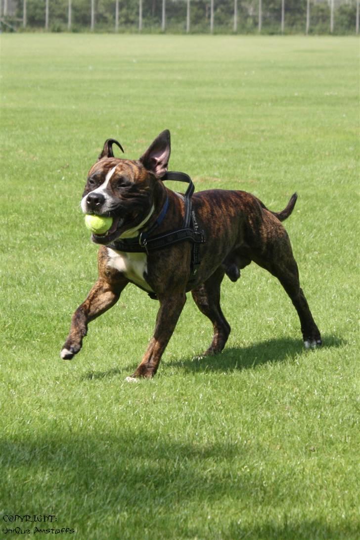Amerikansk staffordshire terrier Tiger - Tiger med en Tennisbold i munden.. :P billede 14