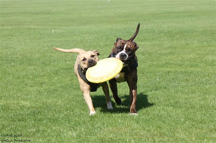 Amerikansk staffordshire terrier Tiger - Tiger & hans ene kæreste UniQue :) billede 15