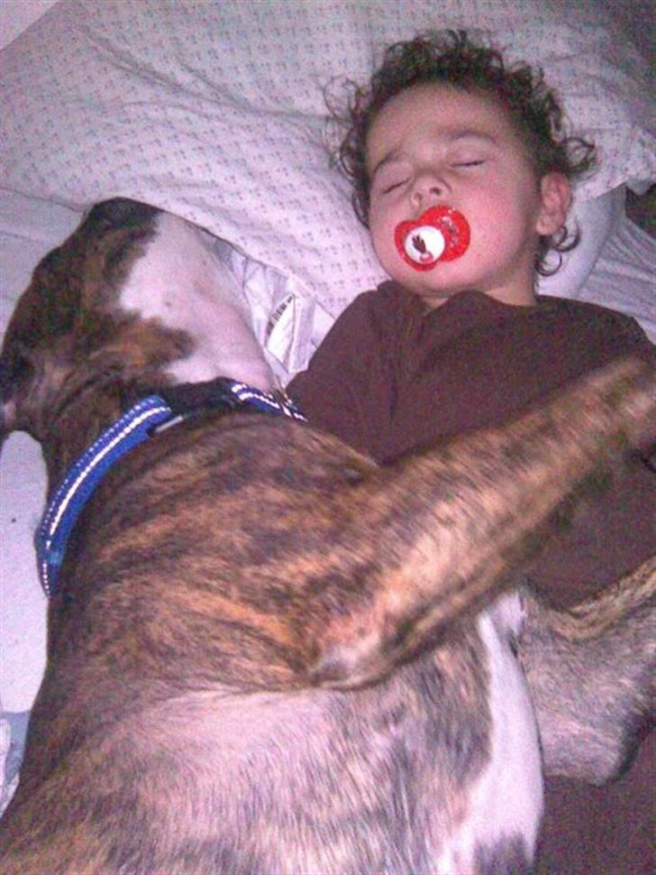 Amerikansk staffordshire terrier Tiger - Tiger som putter med Hannah, og passer godt på hende.. billede 16