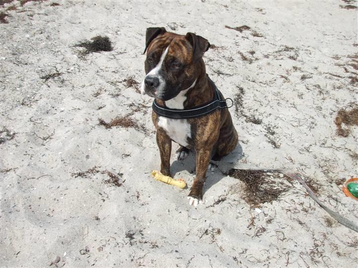 Amerikansk staffordshire terrier Tiger - Tiger på karrebæk strand.. billede 17