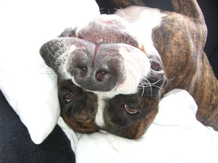 Amerikansk staffordshire terrier Tiger - Rigtig dejlig :) billede 18