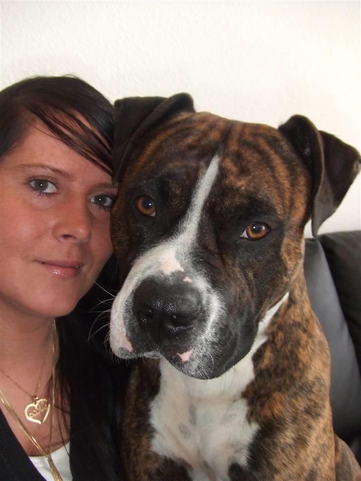 Amerikansk staffordshire terrier Tiger - Tiger og mor ;) billede 19