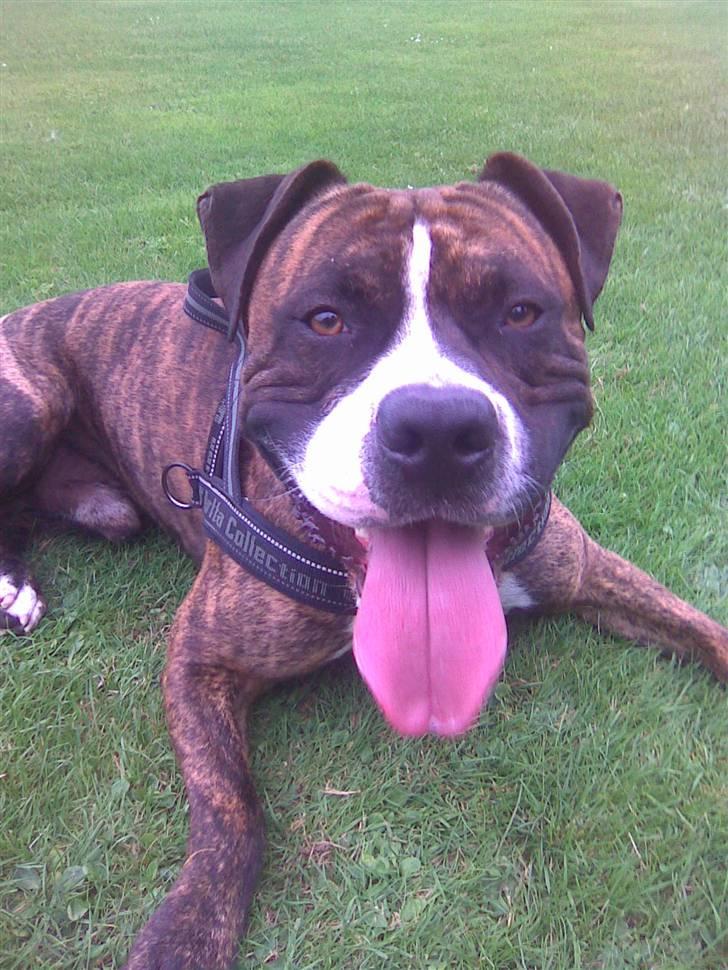 Amerikansk staffordshire terrier Tiger - Tiger træt efter renderi efter pinde på banen.. Taget med mobil.. billede 20