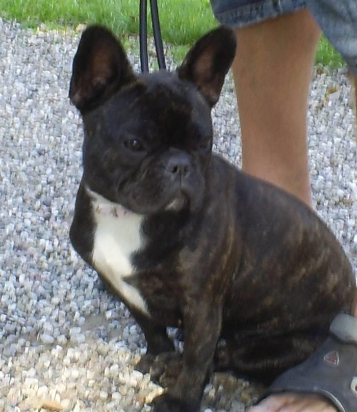 Fransk bulldog Nuser Schneider  - Hyggedag på Gavnø Slot billede 1