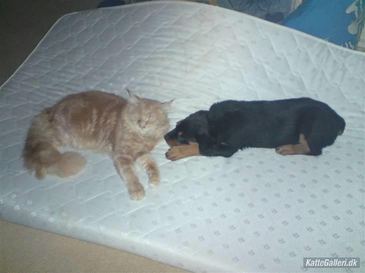 Rottweiler DINA - James 10 mdr og dina  12 uger billede 14