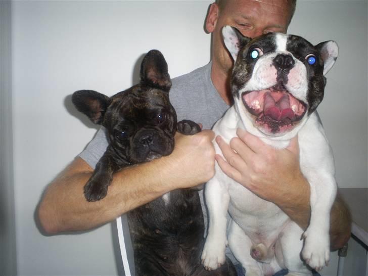 Fransk bulldog Nuser Schneider  - Nuser, far og min ven Julius billede 2