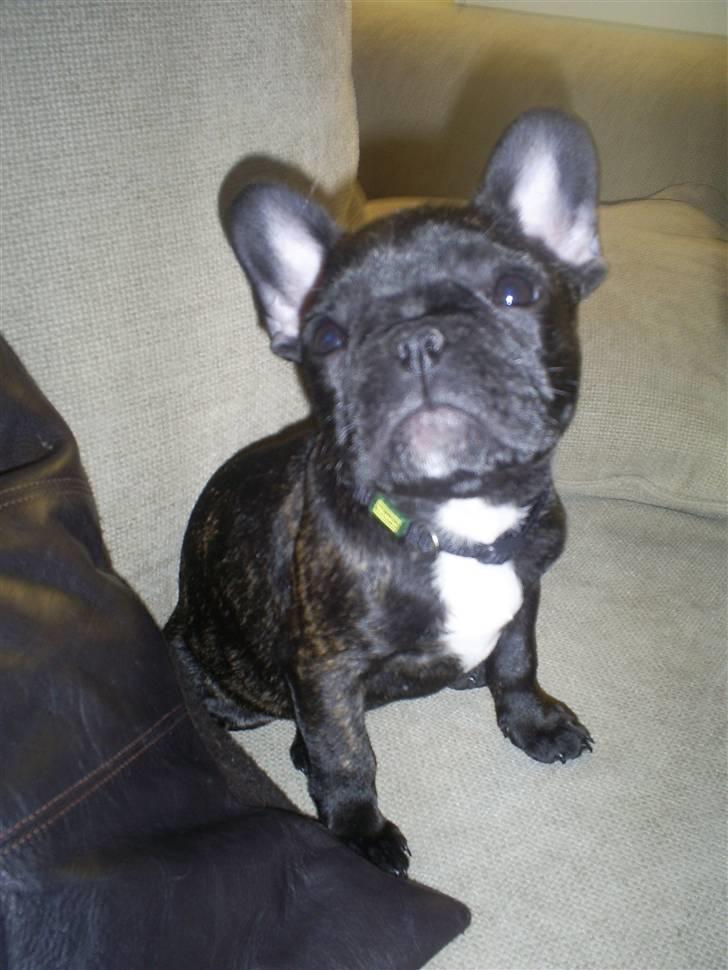 Fransk bulldog Nuser Schneider  - lille mig og alt er så stort omkring mig.. billede 3