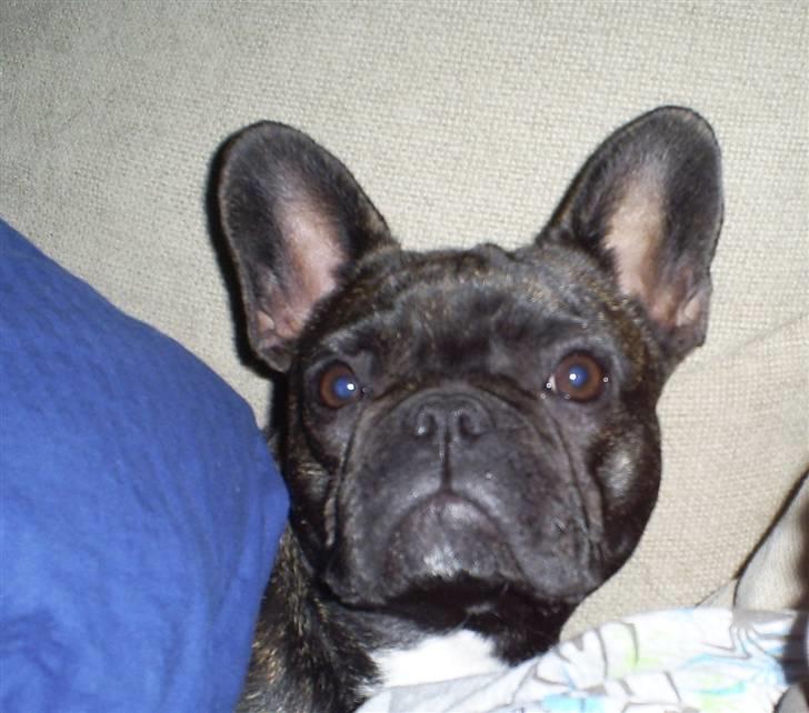 Fransk bulldog Nuser Schneider  - Er lige hoppet under dynen. billede 4
