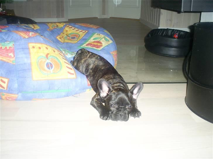 Fransk bulldog Nuser Schneider  - Total afslapning ved brændeovnen billede 5