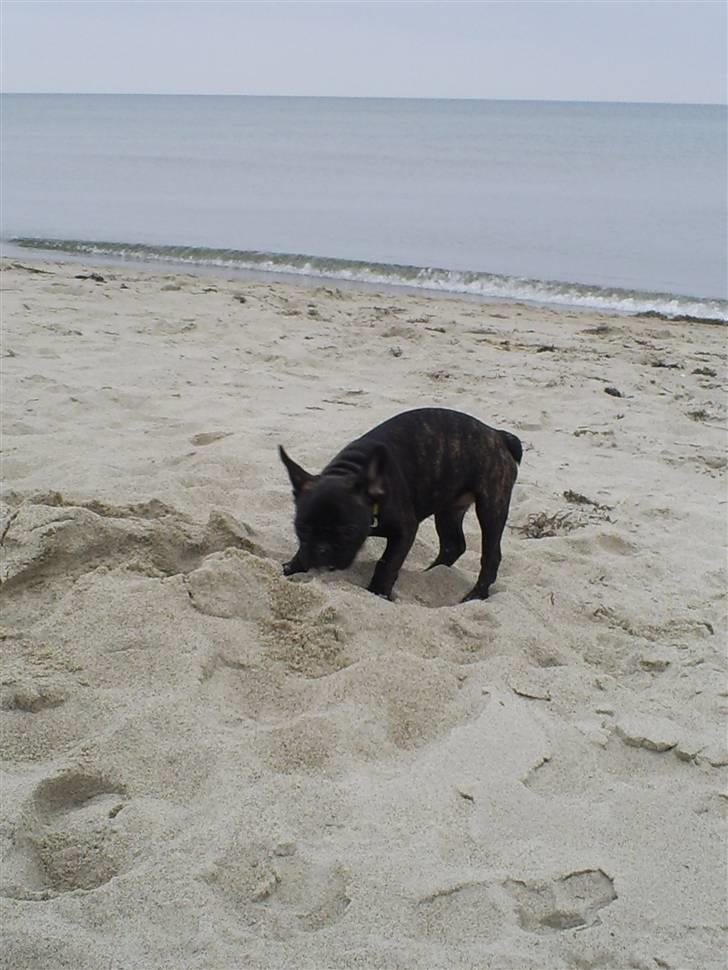 Fransk bulldog Nuser Schneider  - Første strandtur billede 6