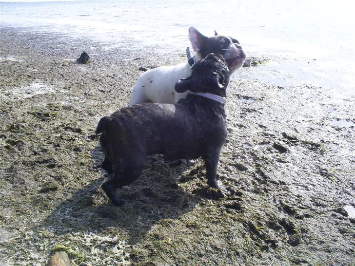 Fransk bulldog Nuser Schneider  - Strandtur ved Vejlø, Nuser og Julius  billede 7