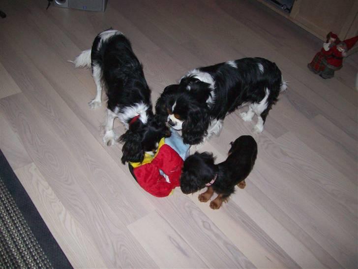 Cavalier king charles spaniel maddie - her er jeg sammen med mine søskende. billede 5