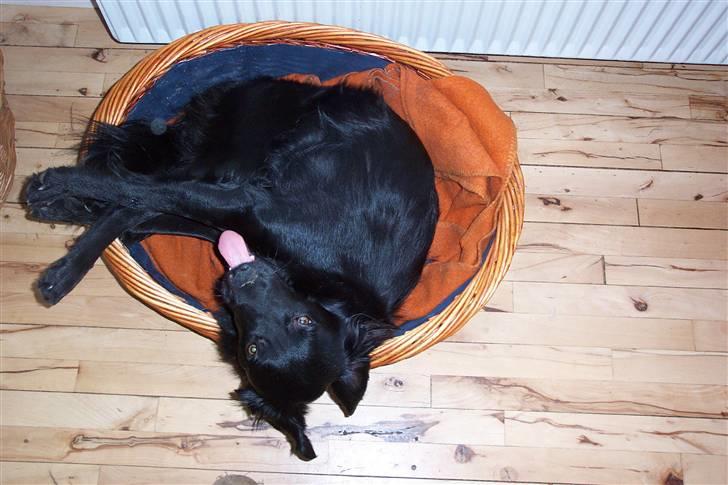 Blanding af racer Tyson - Tyson der har det sjovt i sin kurv billede 8