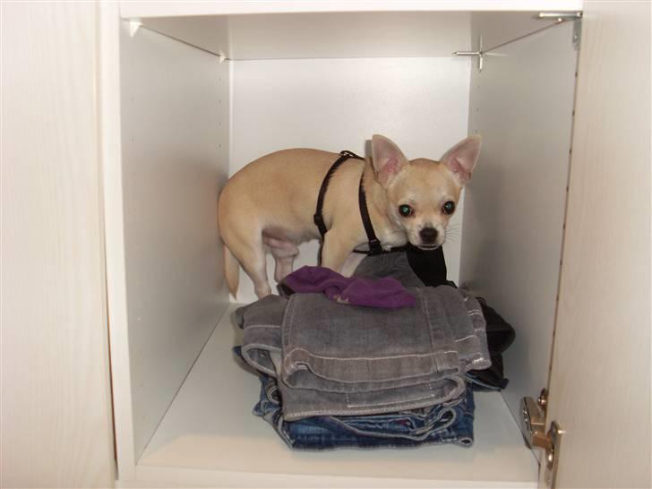 Chihuahua Chilli - Chilli er lige så vild med tøj som mig, han gemmer sig enda i skabene ;-P billede 17