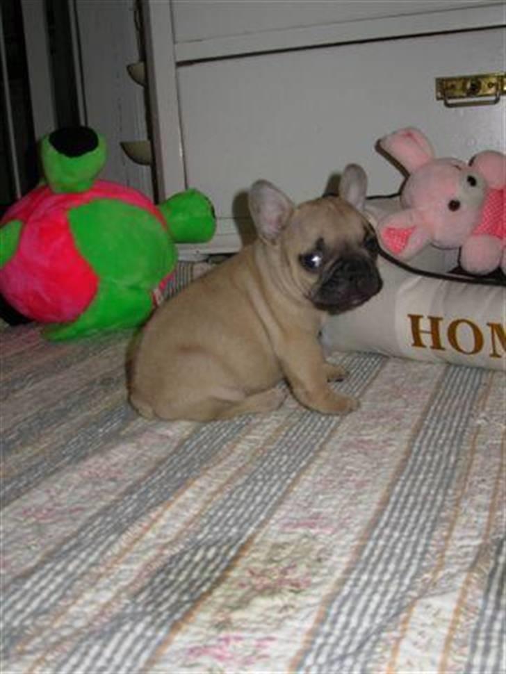 Fransk bulldog Lui Aimeé Hector - 6 uger billede 18