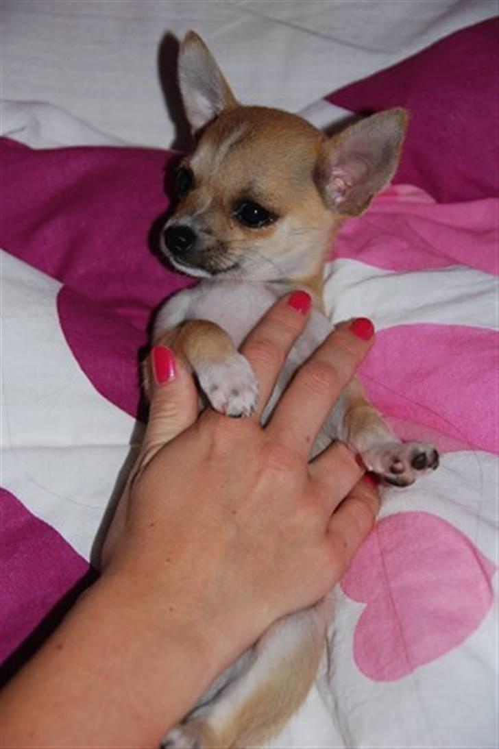 Chihuahua Marley - dejlige Marley elsker at blive nusset  billede 7