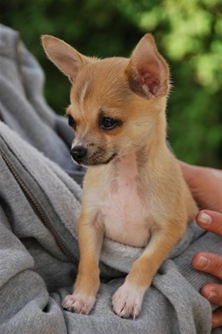 Chihuahua Marley - smukke Marley som hvalp billede 8