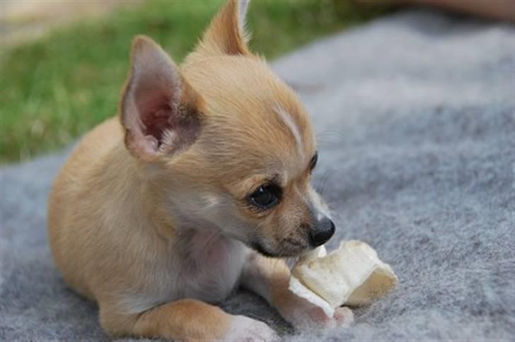 Chihuahua Marley - lille Marley, som ik er særlig gammel på dette billede :) billede 9