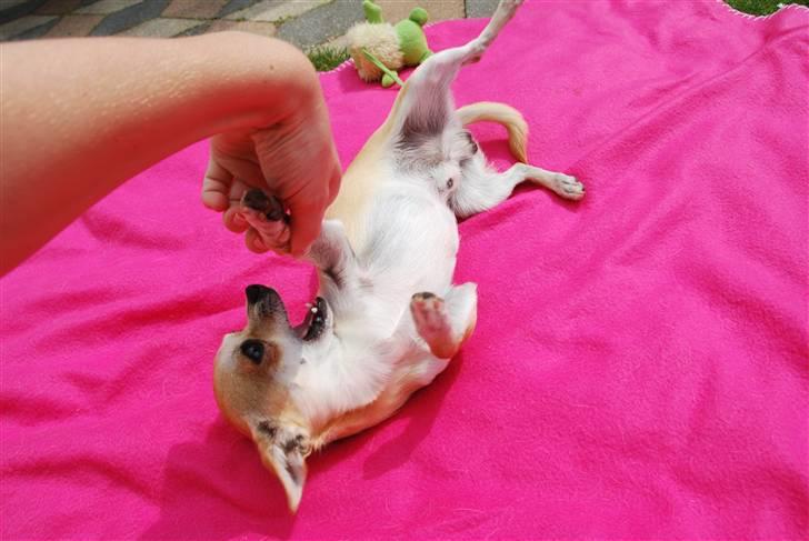 Chihuahua Marley - Haps i fingrene mens man ruller rundt på ryggen (yndlingsleg) billede 10