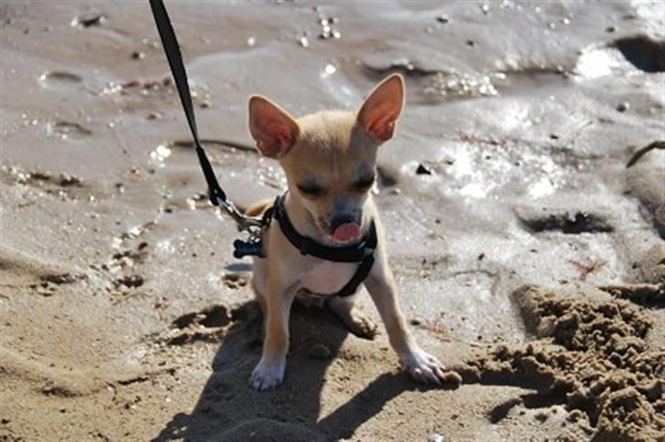 Chihuahua Marley - Marley som ca 9 uger gammel og sidder med rumpen i sandet billede 11