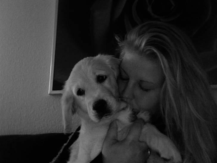 Golden retriever Soey billede 14