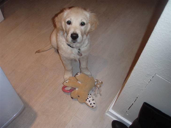 Golden retriever Soey - Soey og ynglingsbamse.. <3  billede 15
