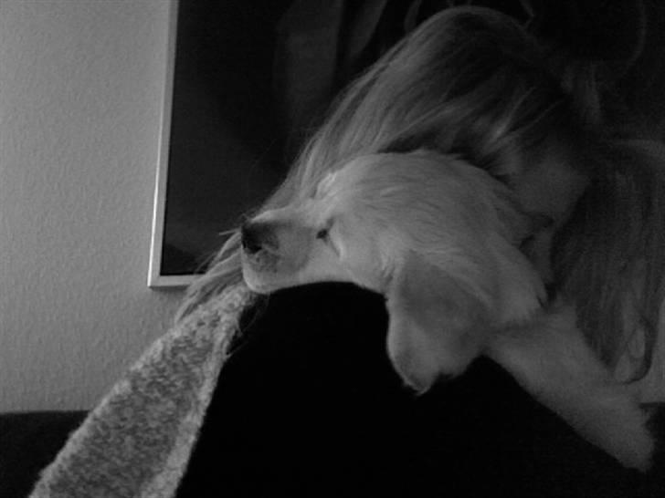 Golden retriever Soey - Mors pige.. <3 Uden tvivl..  billede 16