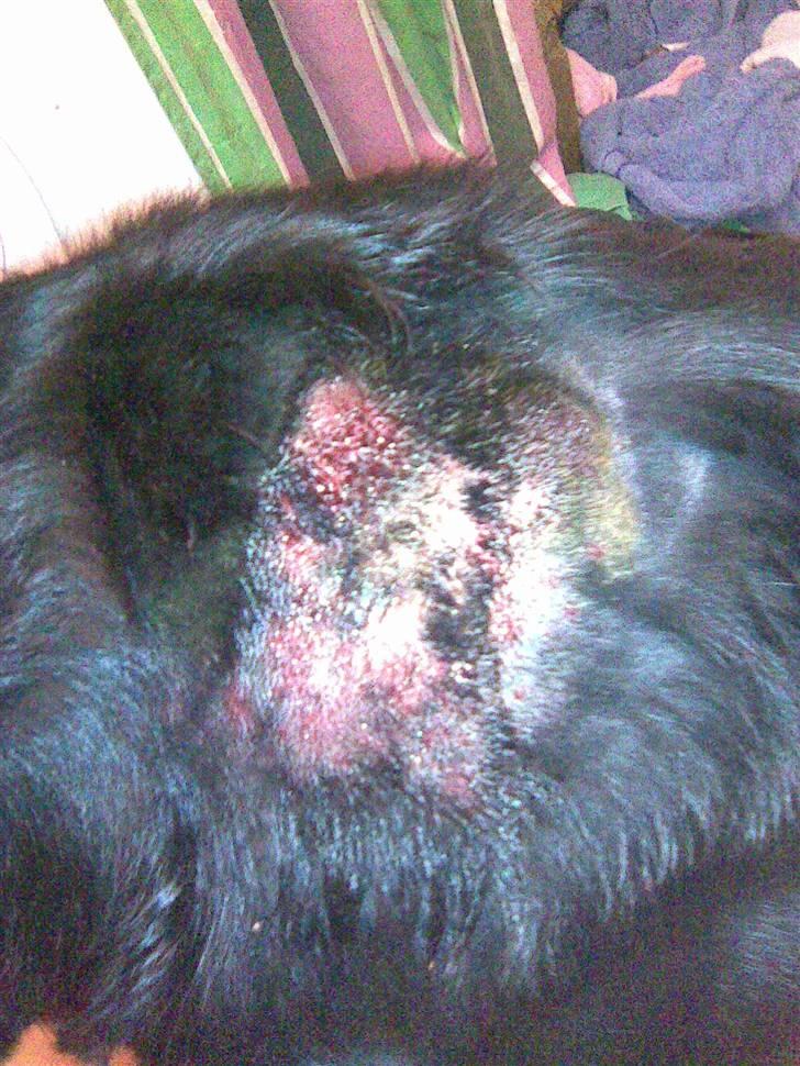 Rottweiler Julle - Hot spot sår i nakken billede 8