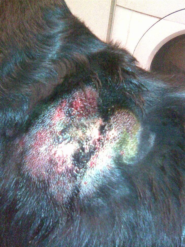Rottweiler Julle - hot spot sår i nakken billede 9
