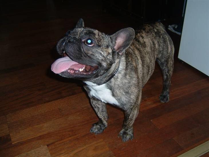 {{currentPhoto.altText}} billede {{currentPhoto.number}}